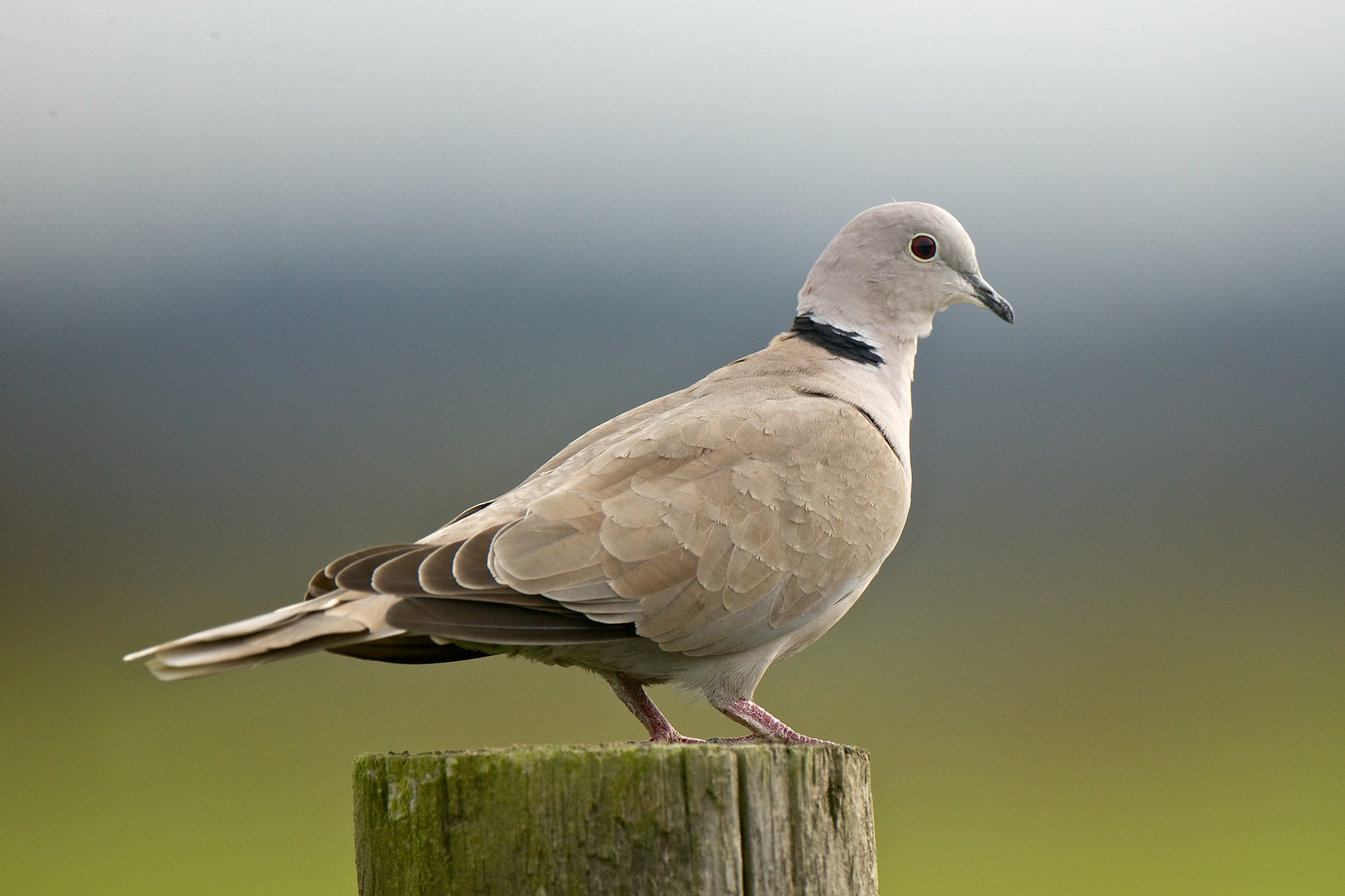 Eurasian CollaredDoves' Sense of Direction BirdNote